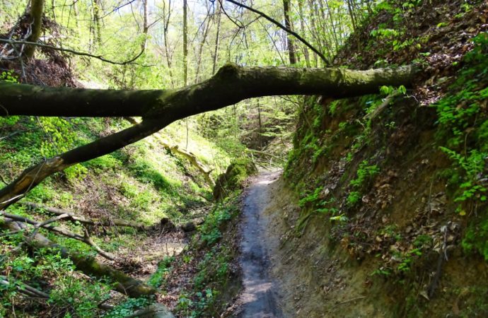 Wycieczka biegowo rowerowa Rzeszów – Lasy Hucisko – Sokołów Małopolski – Turza