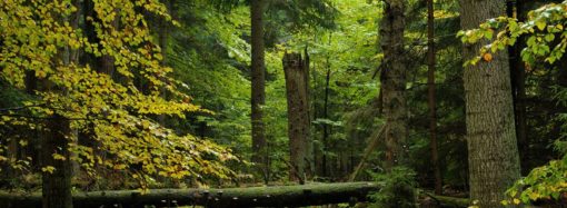 Roztoczański Park Narodowy